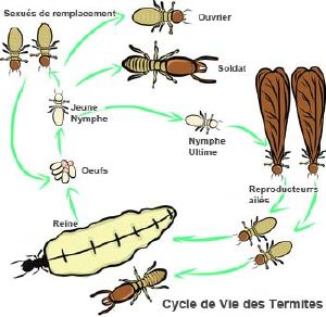 Cycle de vie termites